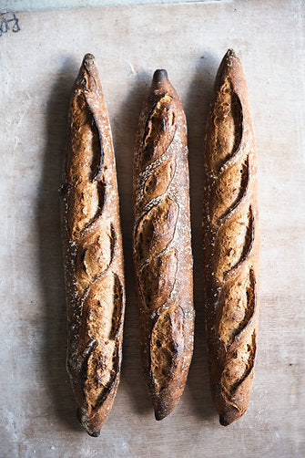 Sea Otter (Malted Barley Flour)