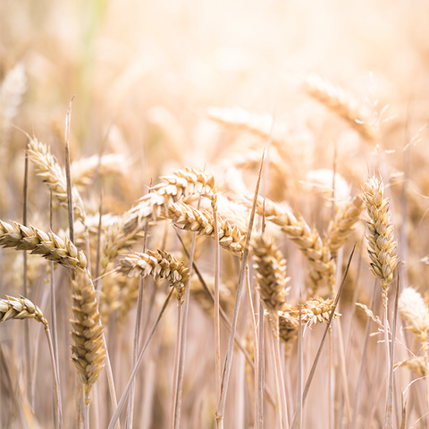 Wholesale- Organic Wheat Grain 12.5kg