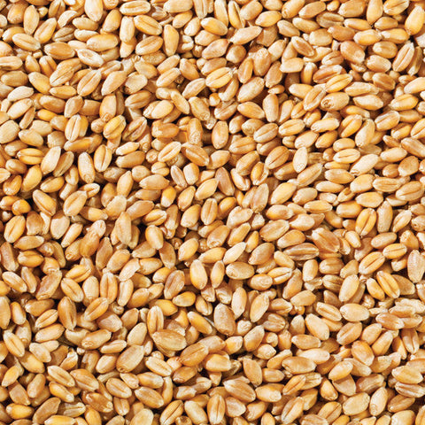 Wholesale- Organic Wheat Grain 12.5kg
