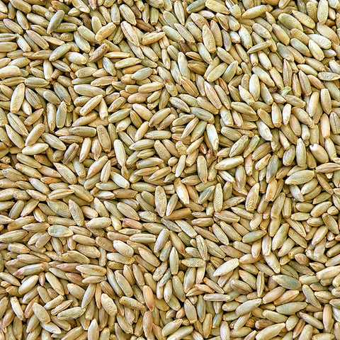 Wholesale - Organic Rye Grain 12.5kg / 2.5kg