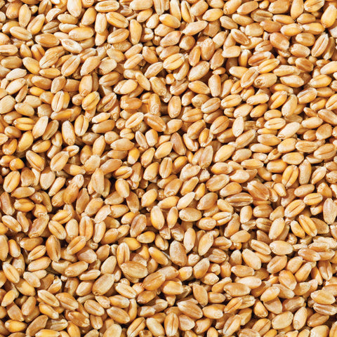 Wholesale- Organic Wheat Grain 12.5kg / 2.5kg